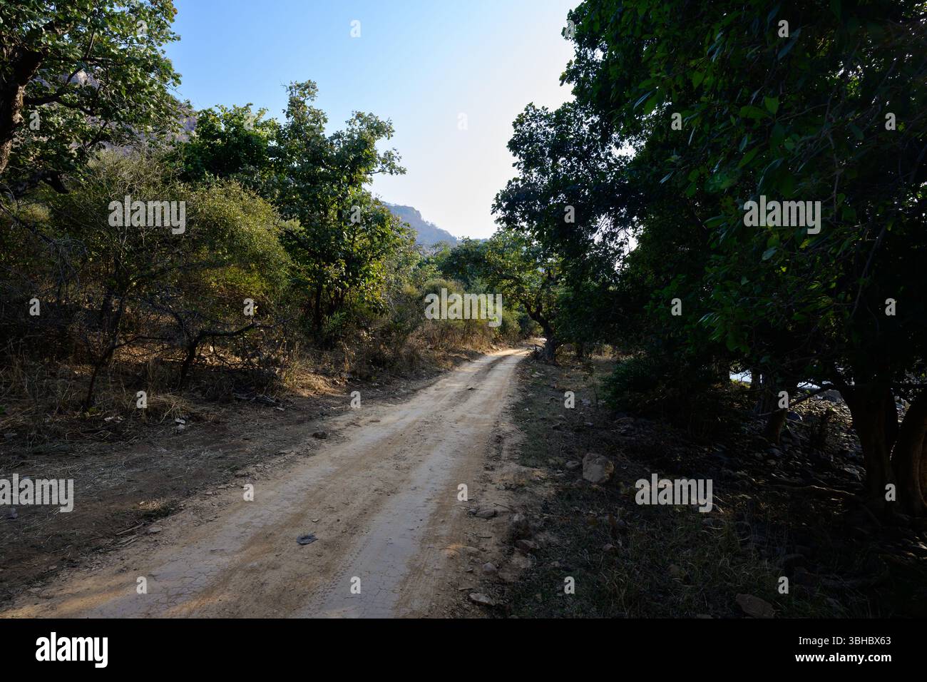 Chemin du parc national de Ranthambore ou route à travers le paysage de la jungle avec des arbres Banque D'Images