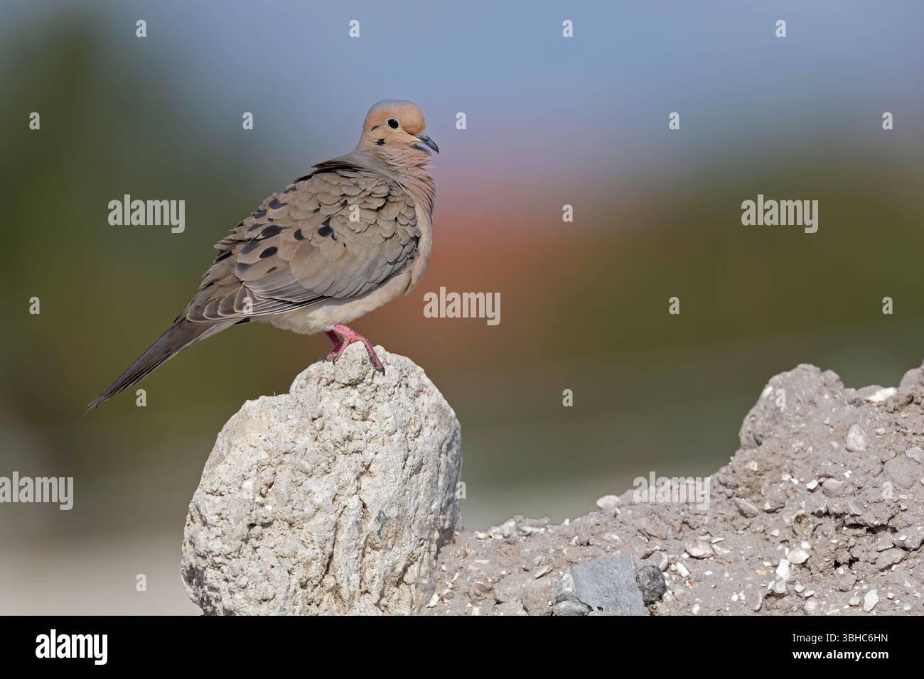 Une colombe en deuil (Zenaida macroura) perchée sur un rocher. Banque D'Images