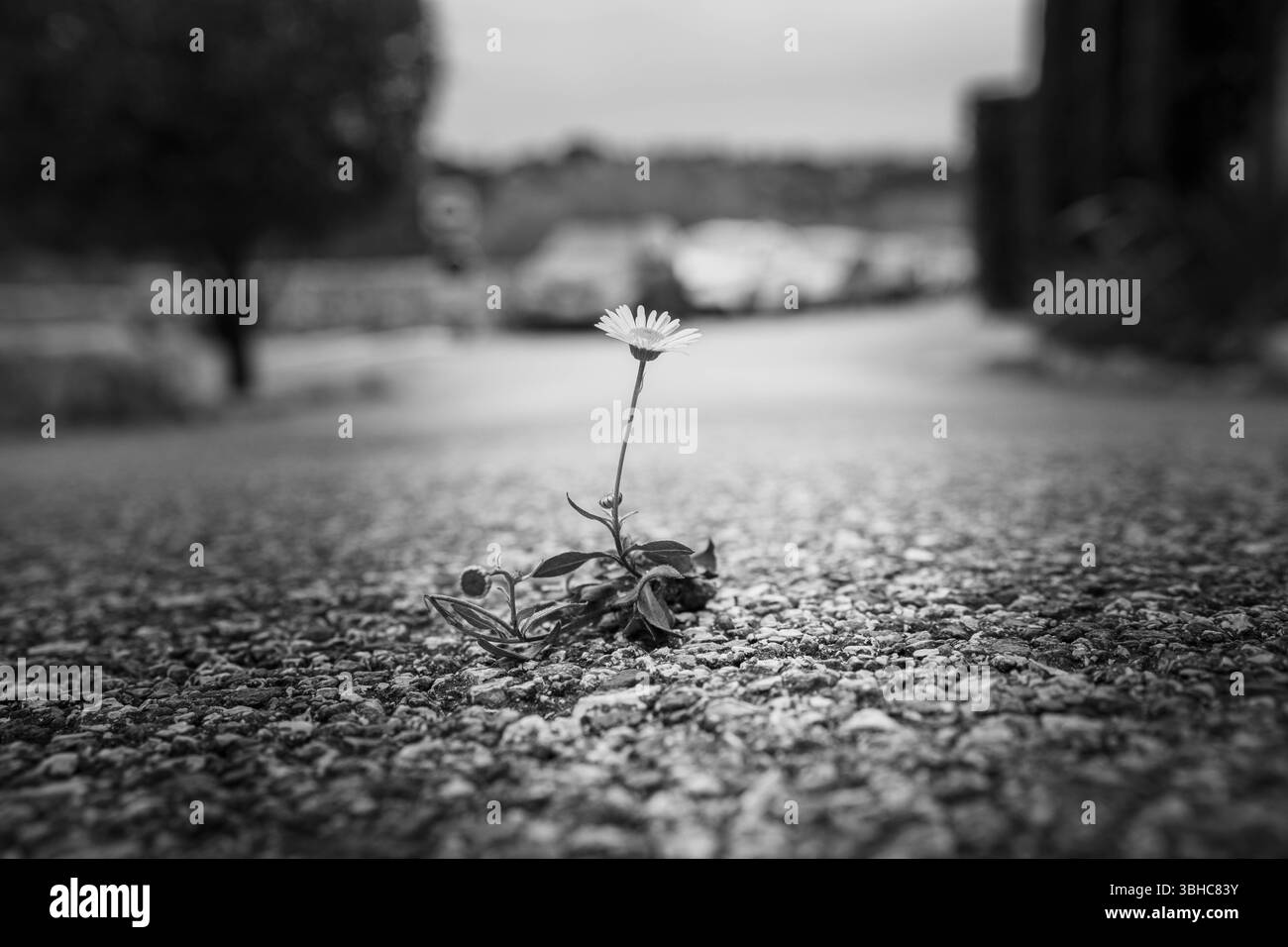 Une fleur de camomille solitaire a poussé à travers l'asphalte sur la route et fleurit malgré les conditions difficiles de survie. Pouvoir de la nature et Banque D'Images
