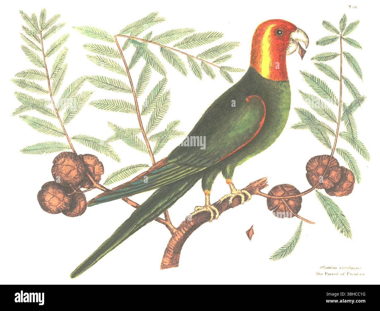 Mark Catesby - perruche de Caroline - planche 11 tiré du volume I de l'histoire naturelle de la Caroline, de la Floride et des îles Bahama - 1731 Banque D'Images