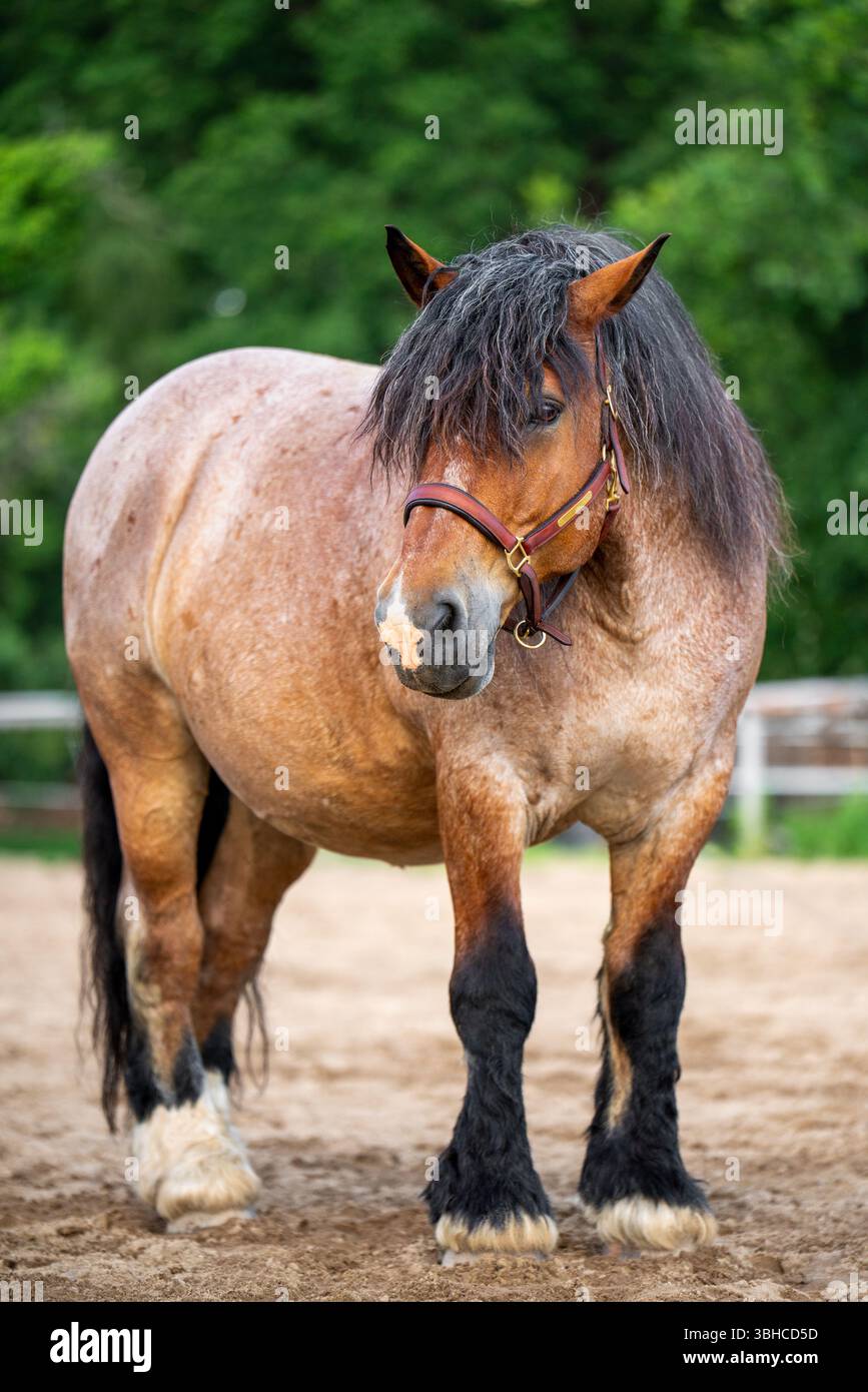 Massif cheval arden se dresse dans le corral contre le paysage rural. Un représentant de l'une des plus anciennes races à tirage lourd d'Europe. Concept d'agriculture, Banque D'Images