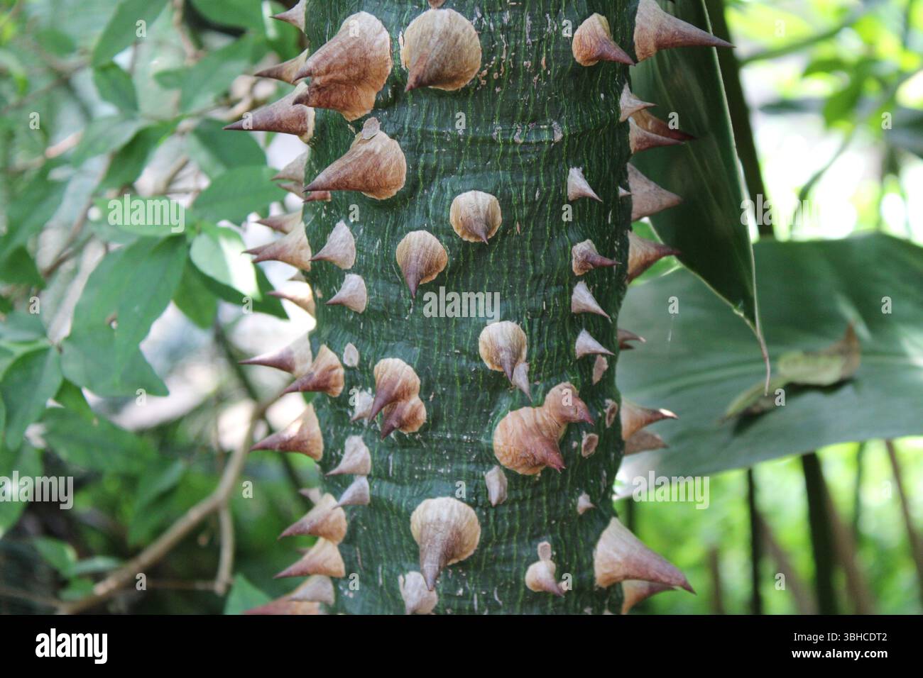 Gros plan arbre à soie/Ceiba Speciosa- tronc/jardin botanique Michigan Banque D'Images