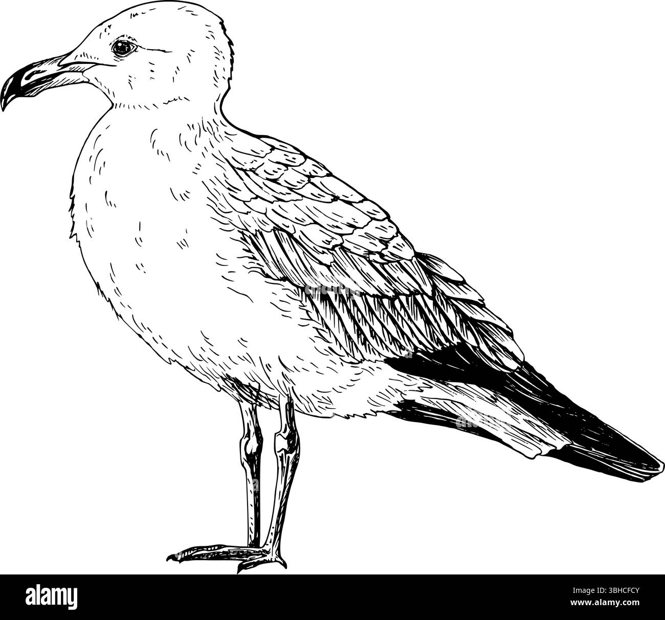 Une mouette, goélette commune, mew, sterne. L'oiseau se tient debout, tourné vers la gauche. Illustration vectorielle détaillée en noir et blanc. Dessin au trait dessiné à la main dans une esquisse Illustration de Vecteur