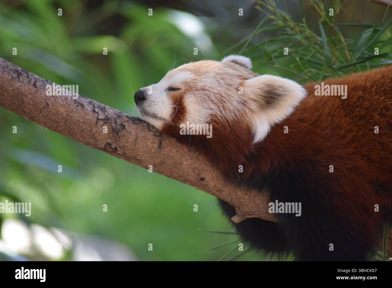 Le panda rouge dormir sur une branche d'arbre Banque D'Images
