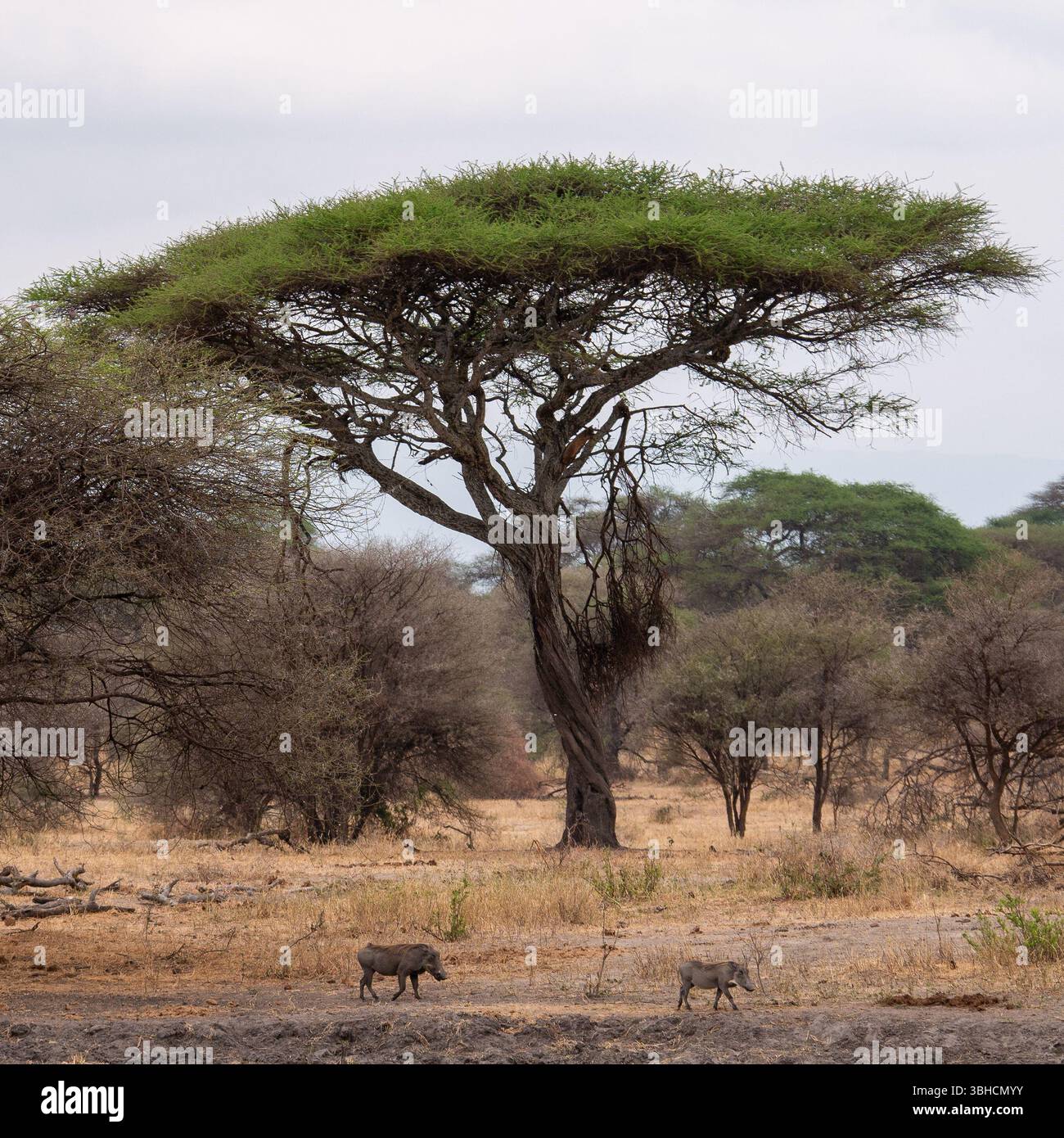 Deux phacochères en balade dans le tarangire national Park en Tanzanie. Banque D'Images