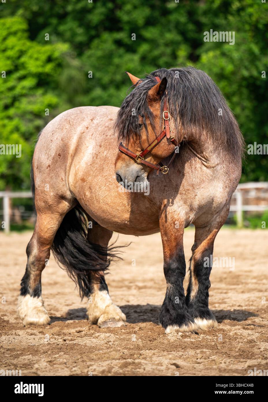 Puissant cheval de trait ardennais debout dans le paddock avec des paysages ruraux en arrière-plan. Race européenne traditionnelle connue pour sa force, son endurance. Concept Banque D'Images