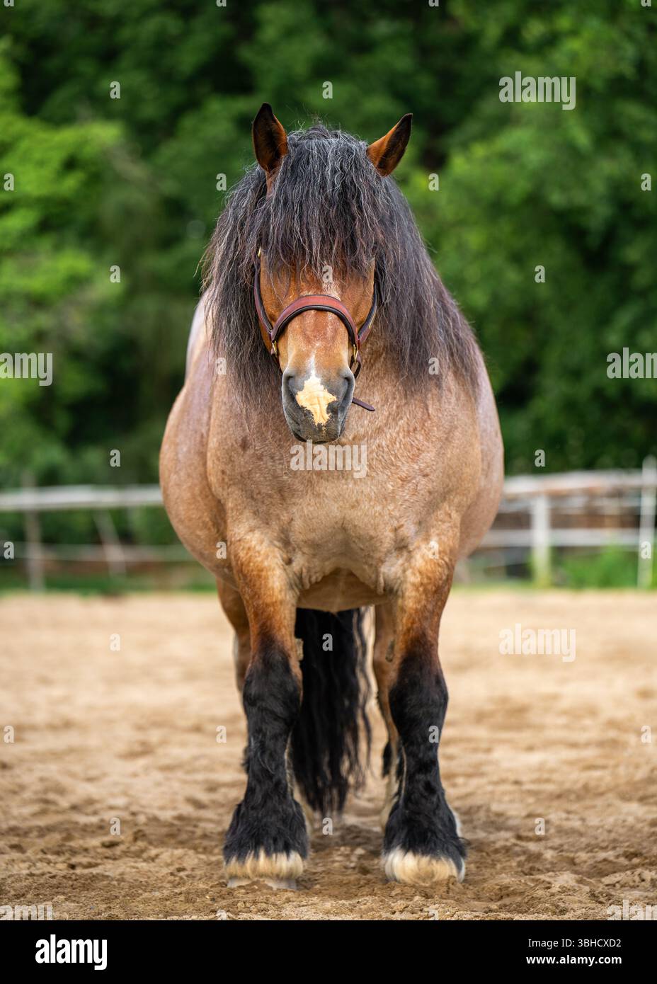 Majestueux cheval de trait lourd dans le corral de campagne. Symbole de l'agriculture traditionnelle, de l'agriculture durable et du lien avec la vie rurale. Idéal pour eux Banque D'Images