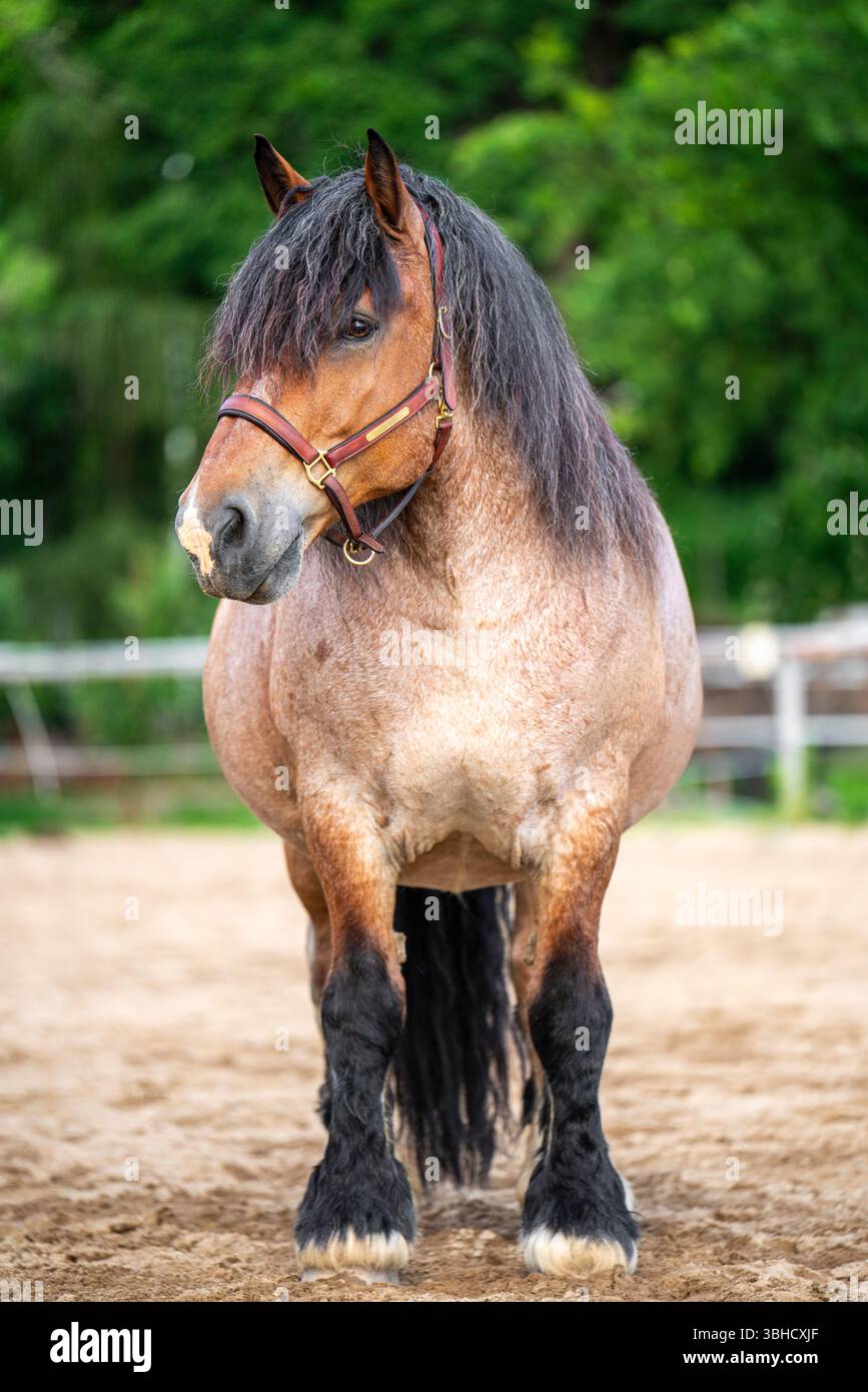 Cheval massif des Ardennes dans un paddock de ferme. Le paysage rural en arrière-plan met l'accent sur les thèmes de l'agriculture, de l'élevage de chevaux, des animaux de travail et du pays Banque D'Images