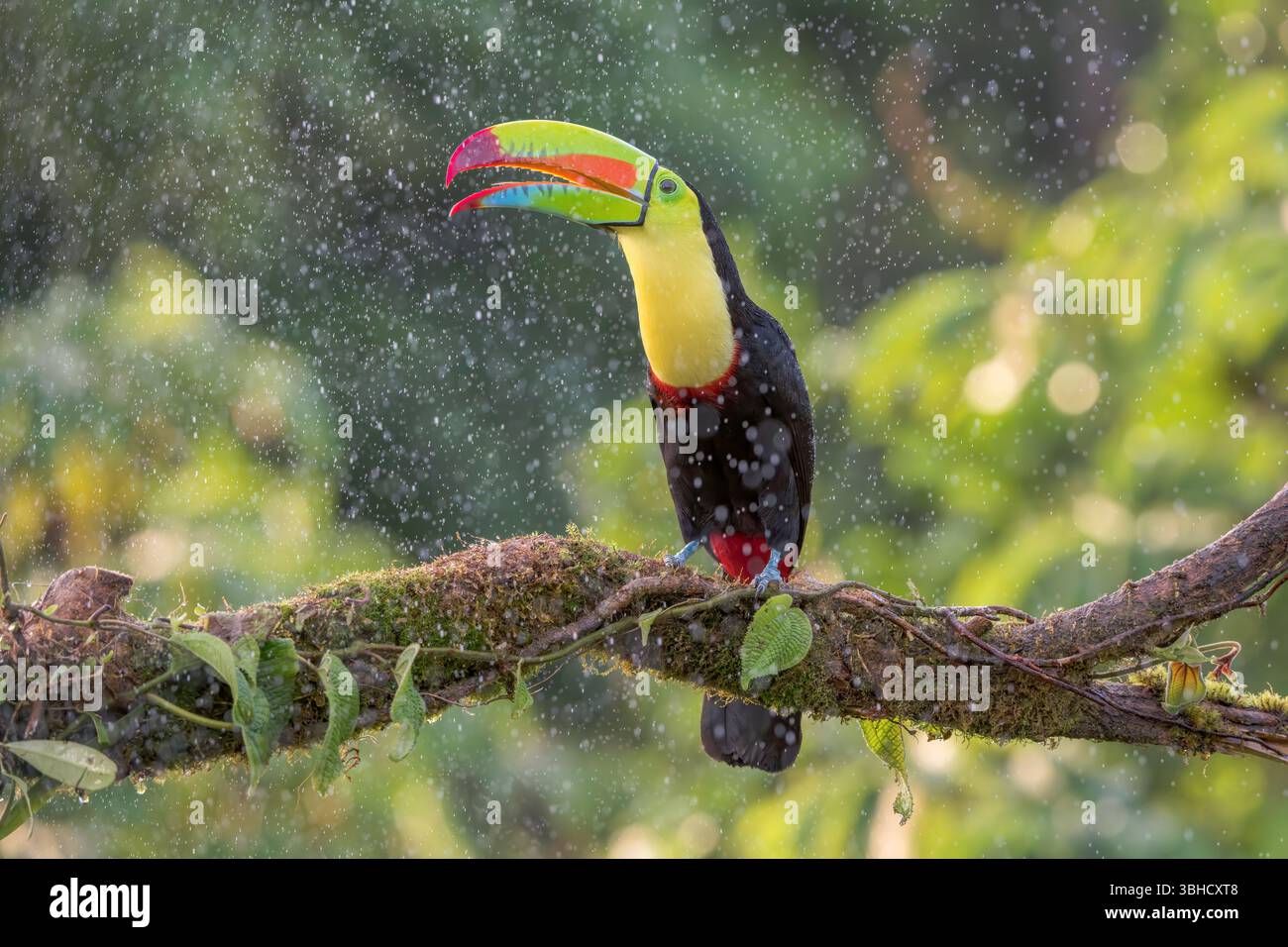 Toucan à bec de quille, Ramphastos sulfuratus, oiseau seul perché sur branche dans la forêt tropicale sous de fortes pluies, Laguna de Lagarto, Costa Rica Banque D'Images