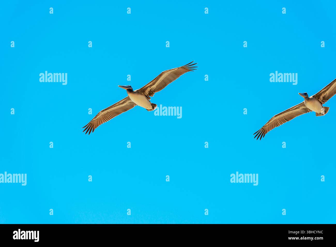 Brown Pelicans en vol, comté d'Orange, Californie, États-Unis Banque D'Images