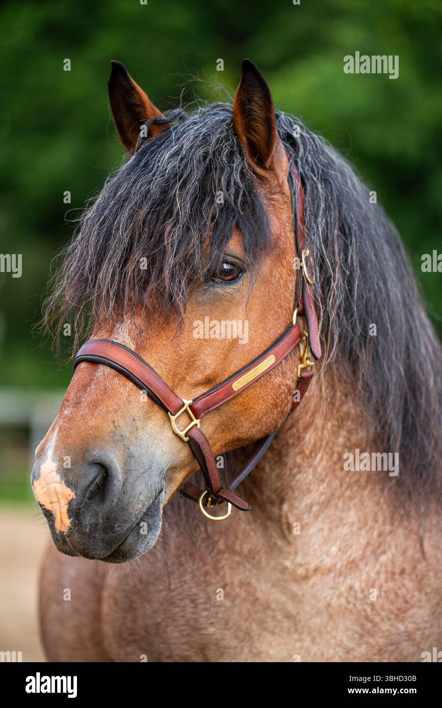 Gros plan sur le puissant cheval ardennais, l'une des races de trait européennes les plus anciennes et les plus fortes. Concept d'agriculture traditionnelle, élevage de chevaux, vie rurale Banque D'Images