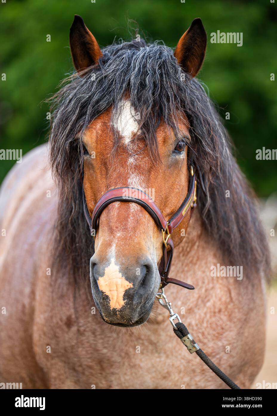 Gros plan sur le majestueux cheval de trait des Ardennes, connu pour sa force et son endurance. Race européenne traditionnelle symbolisant le patrimoine rural, l'élevage de chevaux, Banque D'Images