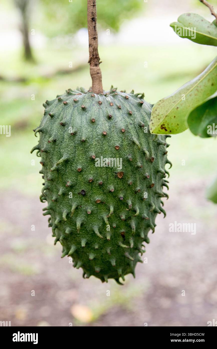 Pendaison de fruits Soursop Guanabana Banque D'Images