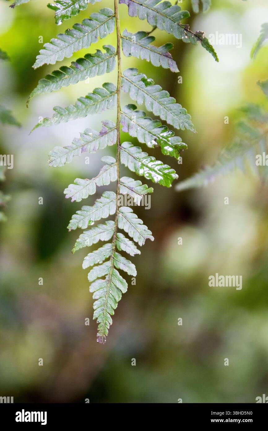 Fern gros plan dans la forêt tropicale du Costa Rica Banque D'Images