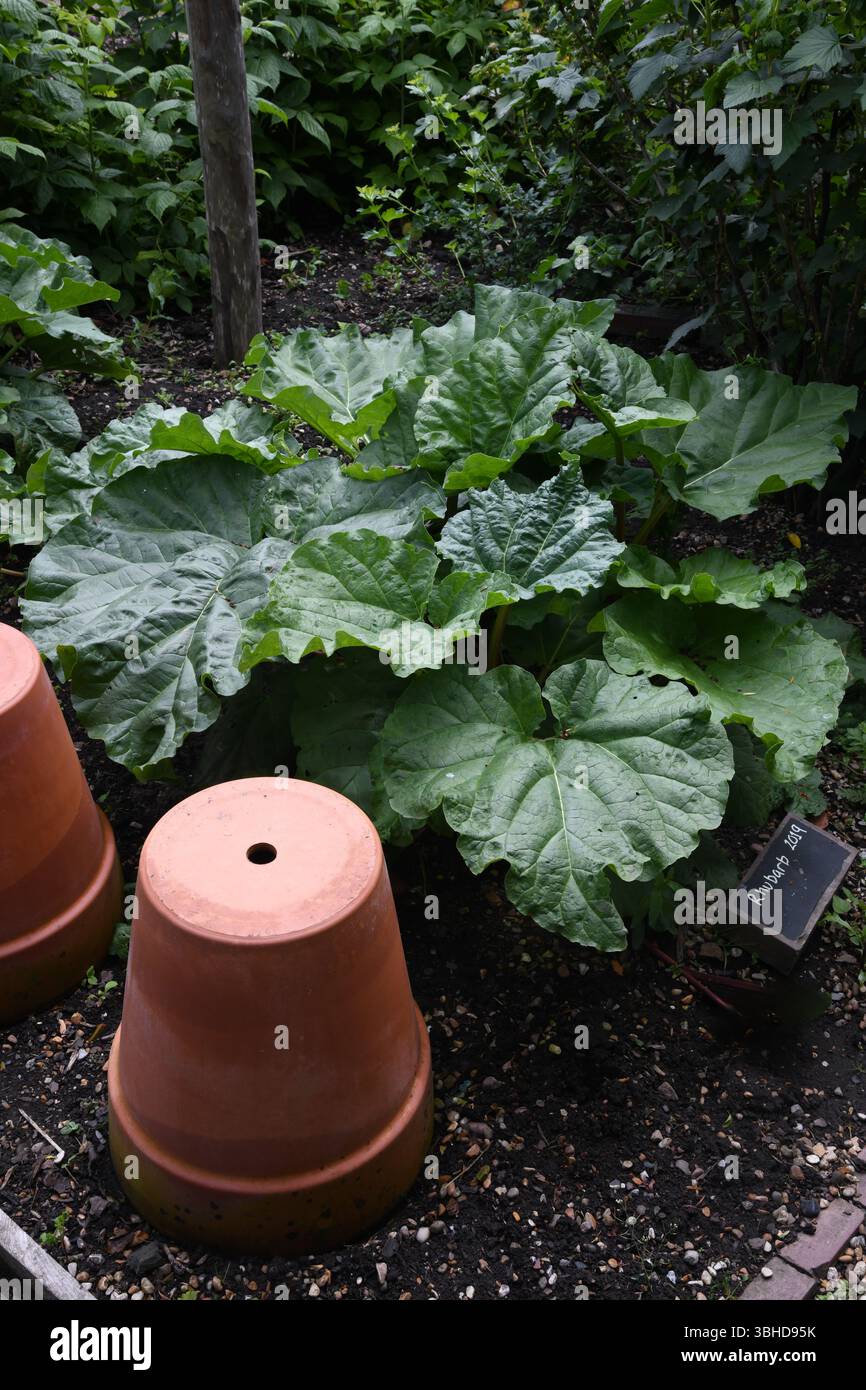 Rhubarbe Banque D'Images