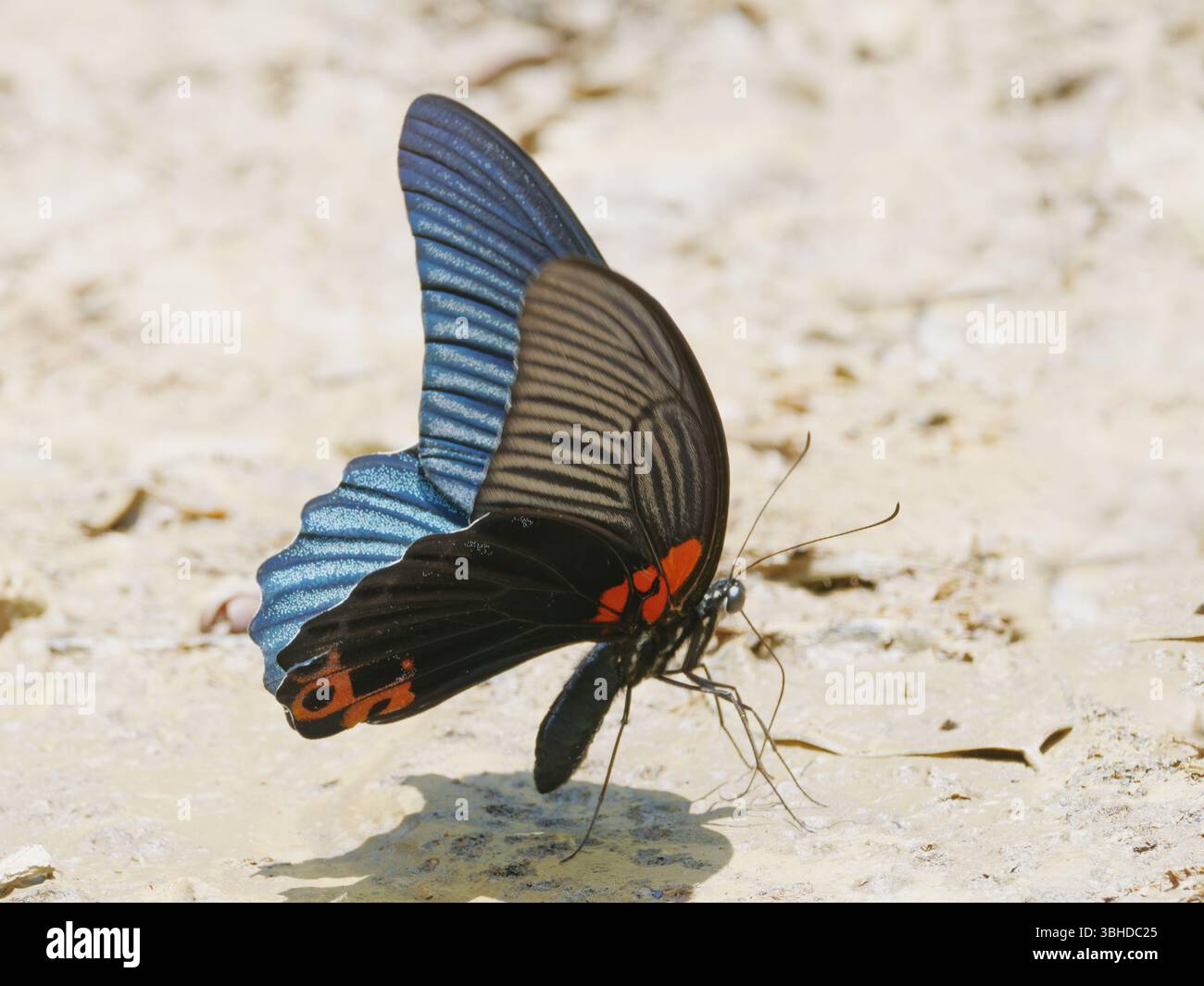 Grand Mormon papillon Papilio agenor Kaeng Krachan Parc national, Thaïlande IN004597 Banque D'Images