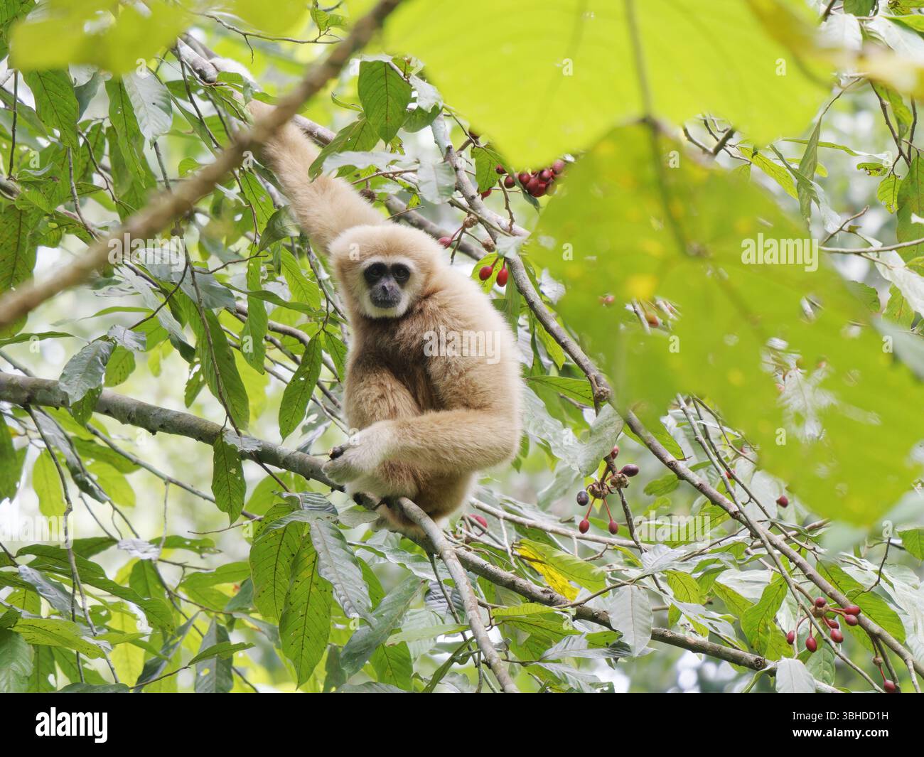 LAR Gibbon Hylobates Lar Khao Yai National Park, Thaïlande MA004895 Banque D'Images