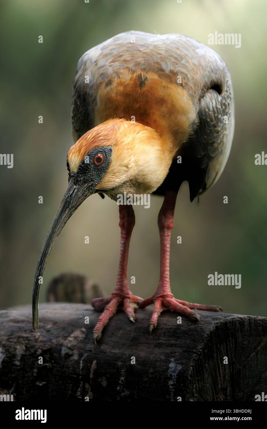 Un ibis à col crevé (Theristicus caudatus) perché sur une bûche, avec son long bec courbé et ses yeux rouges frappants, dans un environnement forestier naturel. Banque D'Images