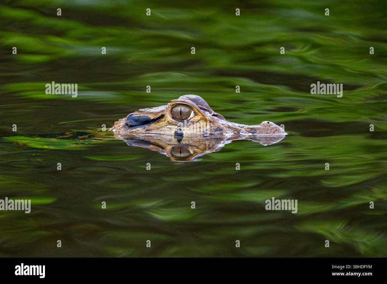 Un caïman noir, Melanosuchus Niger, nageant dans un lagon du parc national de Yasuni, Équateur. Banque D'Images