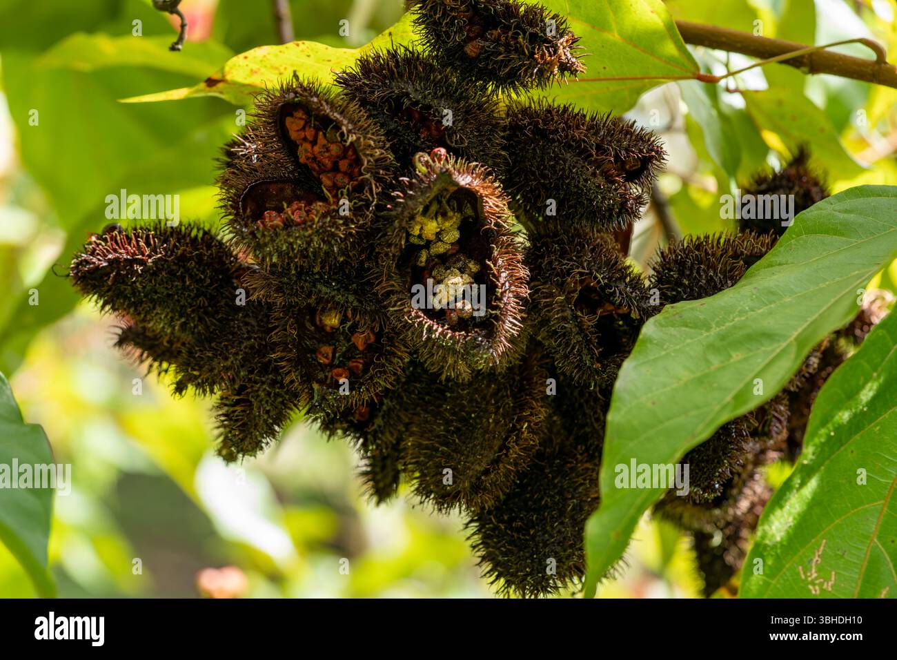 Gousses de graines d'Achiote ou urucu, Bixa orellana, à l'écologie de Yarina dans le bassin amazonien de l'Équateur. Banque D'Images