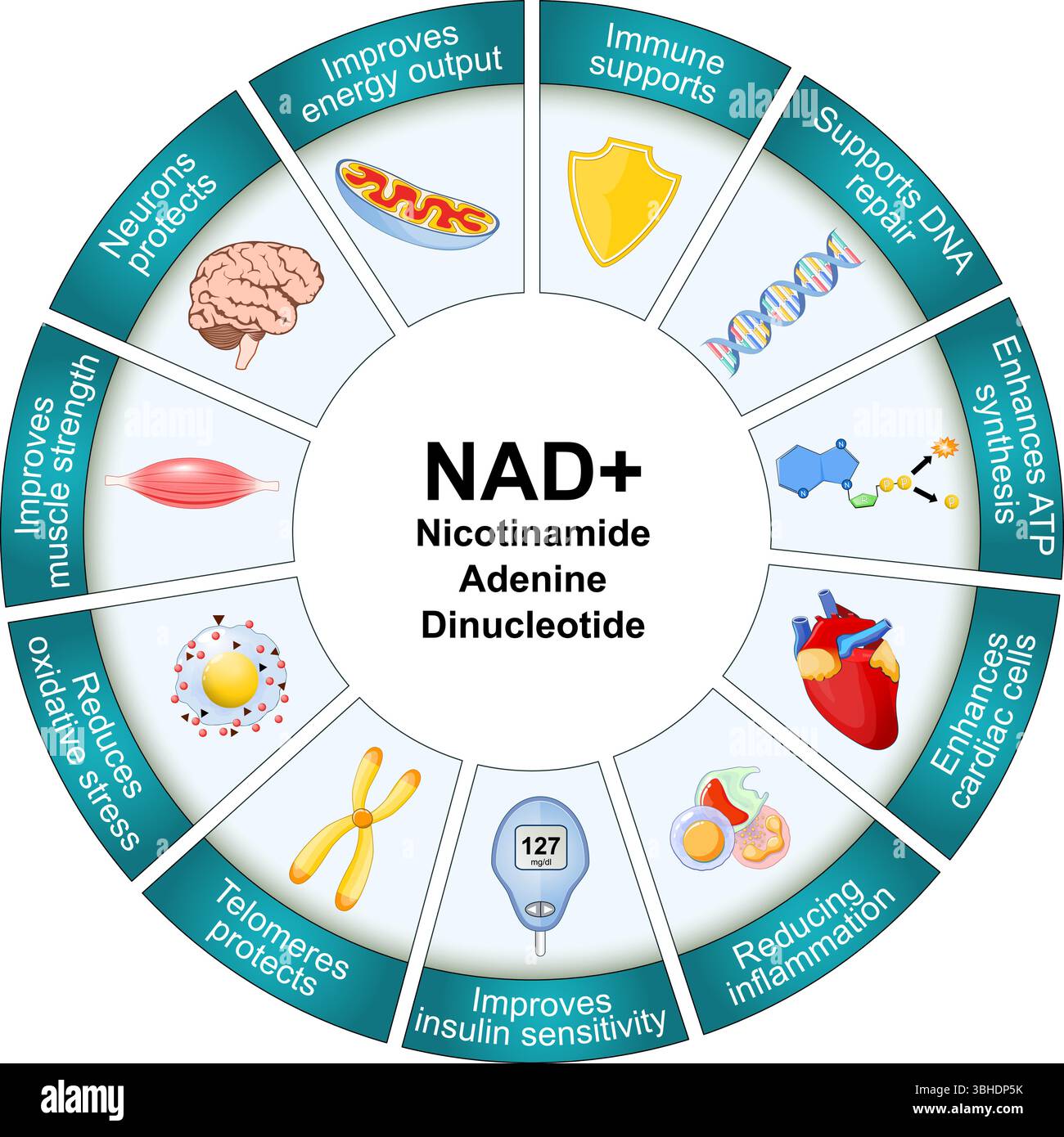 NAD et processus de vieillissement. Nicotinamide adénine dinucléotide. NAD plus. Sénescence. Bienfaits pour la santé de NAD+. Thérapeutique anti-âge. Affiche vectorielle détaillée. I Illustration de Vecteur
