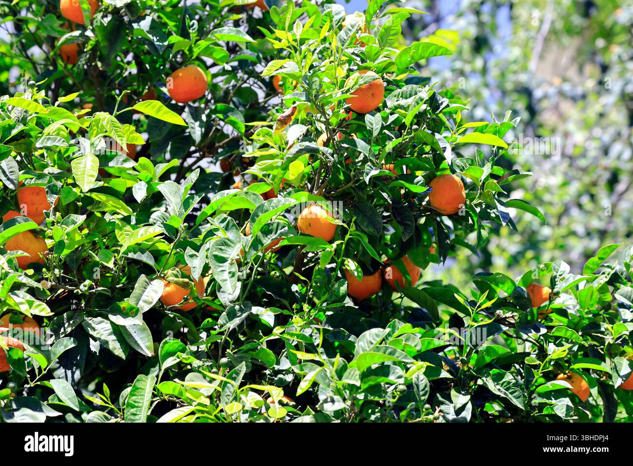 Oranges (citrus x sinensis) sur un arbre, île de Tinos, Cyclades, Grèce. Prise en juin 2025 Banque D'Images