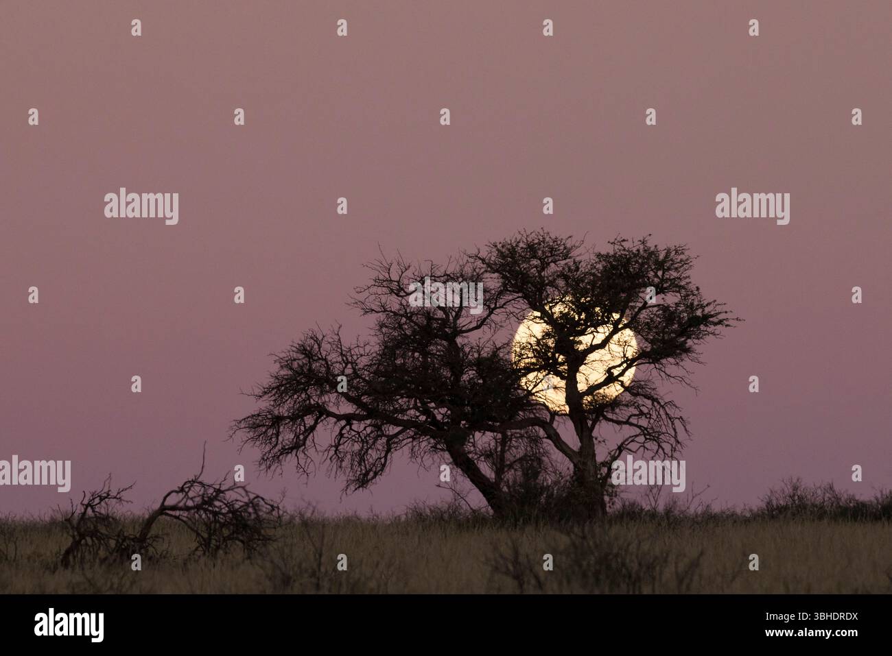 Pleine lune se levant derrière un Camelthorn dans le parc transfrontalier de Kgalagadi Banque D'Images