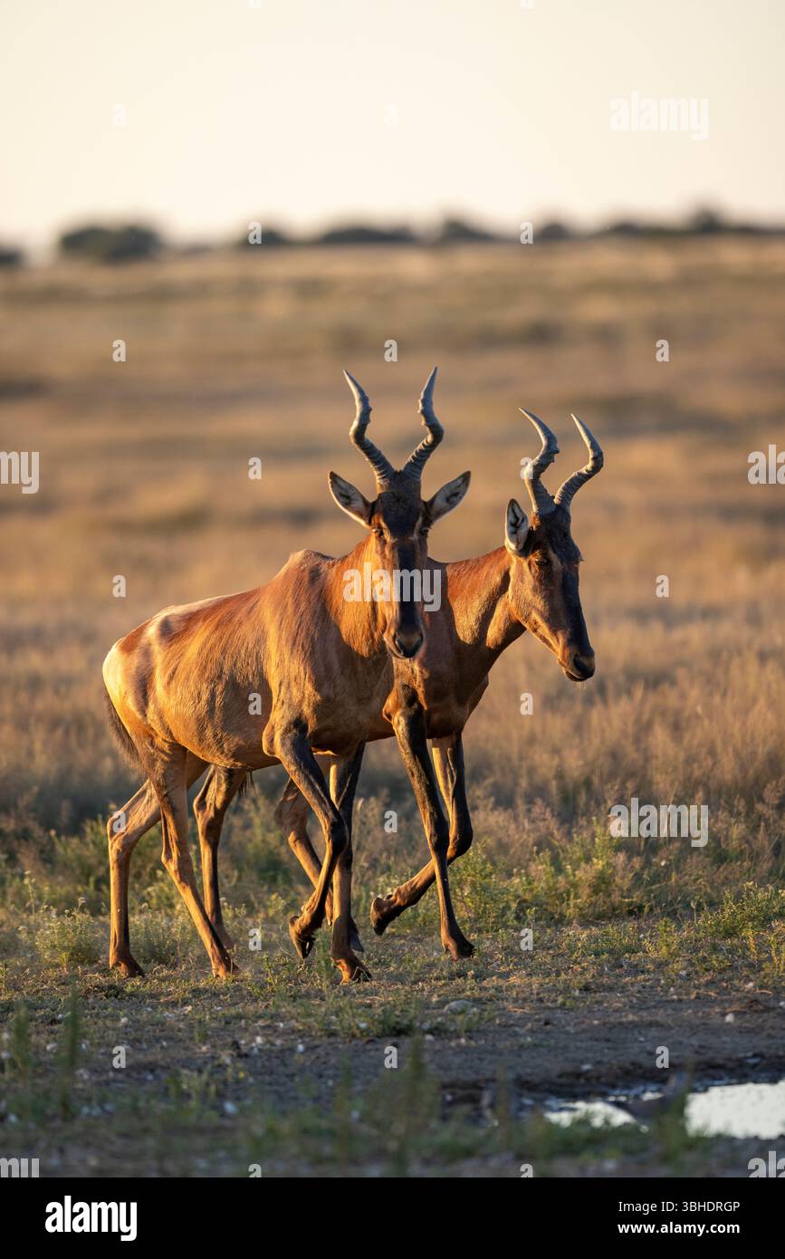 Photo stock de deux hartebeest rouge (Alcelaphus buselaphus caama) approchant d'un trou d'eau dans la lumière chaude dans le Kgalagadi Banque D'Images