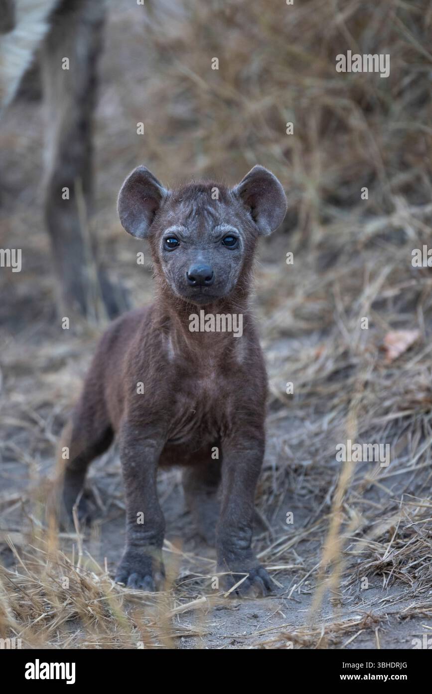 Photo stock d'un bébé hyène tacheté (Crocuta crocuta0 Banque D'Images