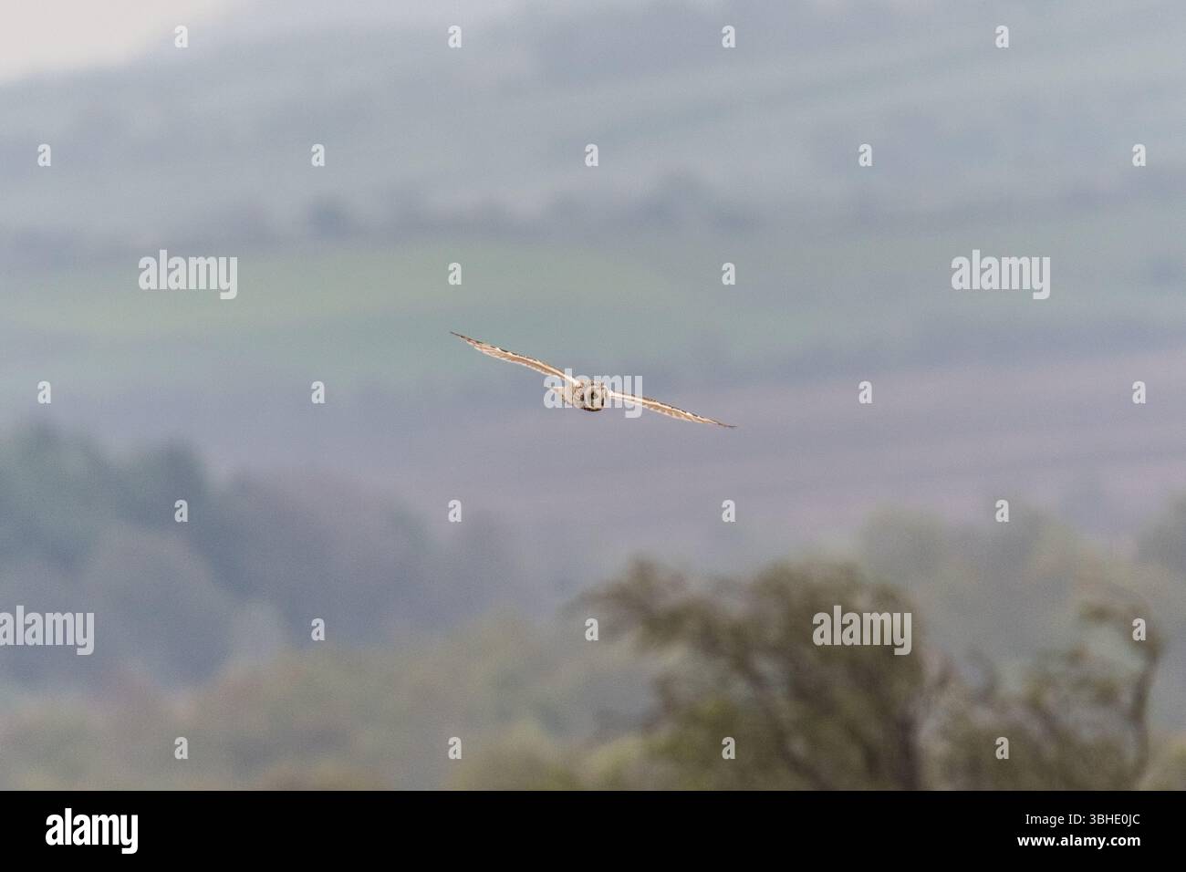 Hibou à oreilles courtes repéré à la recherche de nourriture au coucher du soleil dans le Peak District, Royaume-Uni Banque D'Images