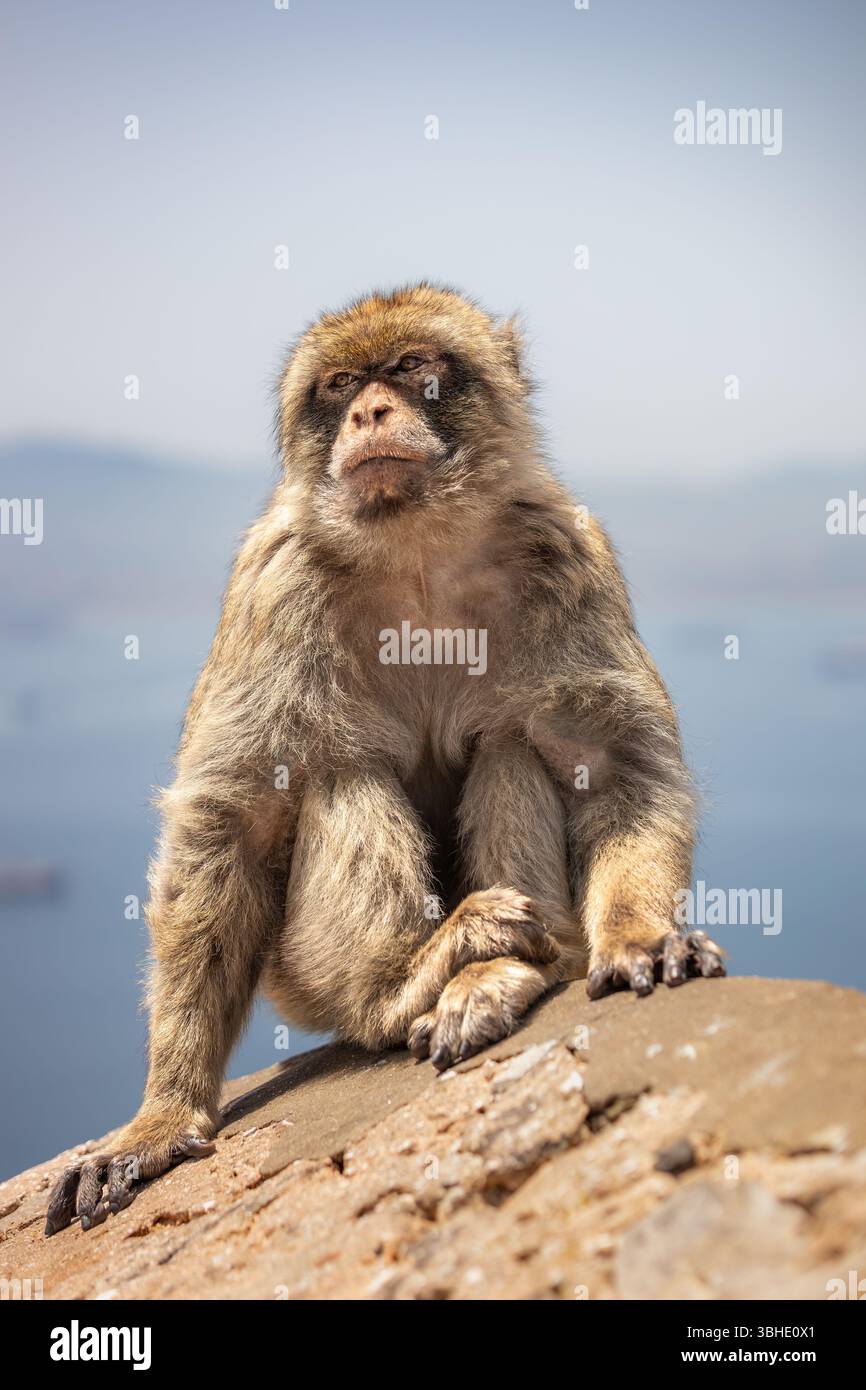 Portrait vertical du macaque de Barbarie (Macaca Sylvanus) à Gibraltar. Faible profondeur du champ d'animaux en voie de disparition à fourrure à l'extérieur pendant le jour ensoleillé. Banque D'Images