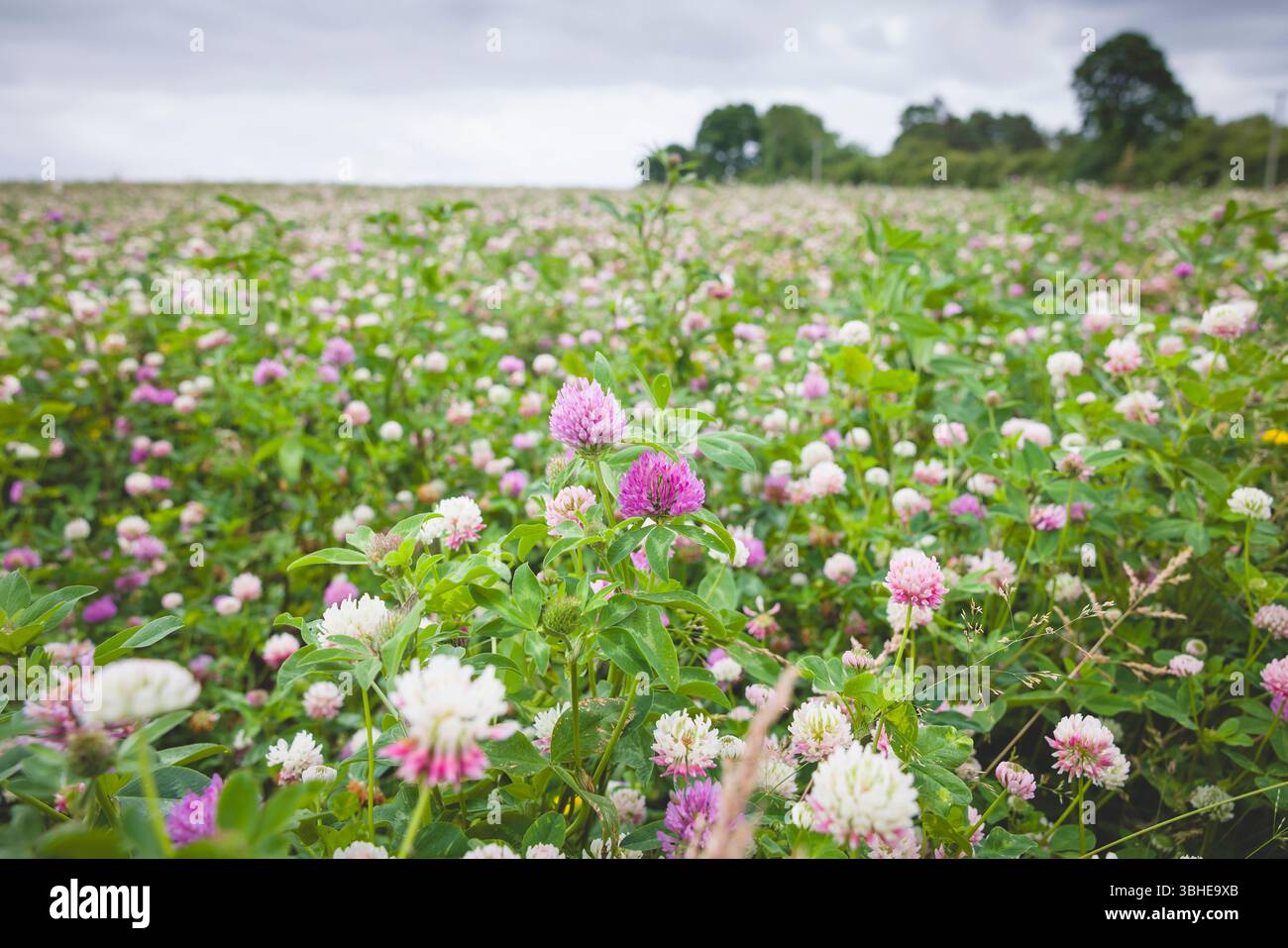 Prairie de fleurs sauvages dans l'Oxfordshire, Royaume-Uni, avec du trèfle rouge et blanc (Trifolium pratense) en fleurs Banque D'Images