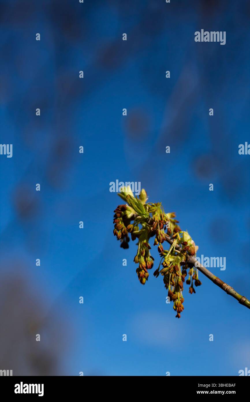 Bourgeons frais verts et rouges d'un érable capturés en plein soleil, isolés sur un fond bleu doux. Conception minimale propre. Banque D'Images