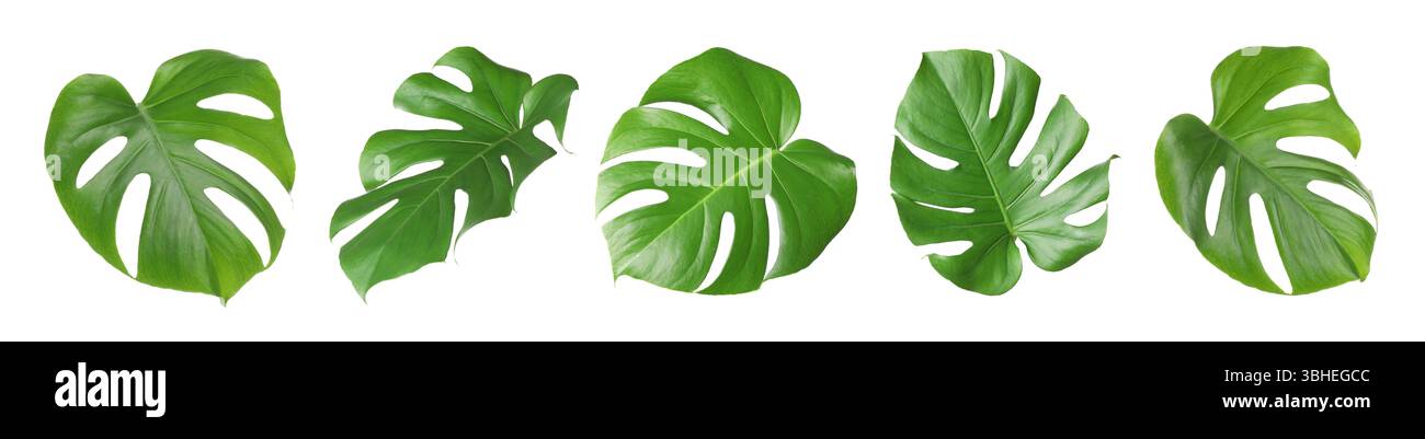 Feuilles tropicales vertes de plante monstera isolées sur blanc, serties Banque D'Images