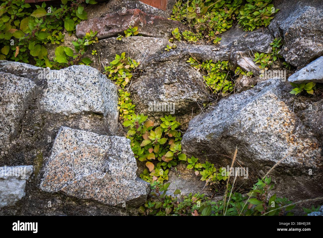 Les grosses pierres sont partiellement cachées sous des plantes vertes vibrantes, montrant la capacité de la nature à récupérer les surfaces rocheuses. Le feuillage luxuriant prospère dans le s. Banque D'Images