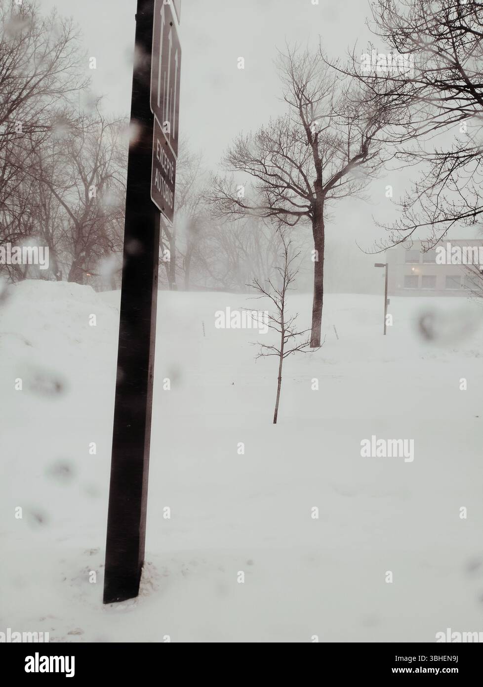 Des arbres de différentes tailles sont dispersés dans la scène, leurs branches frappent sur fond blanc. Un panneau sombre se tient bien en évidence. Banque D'Images