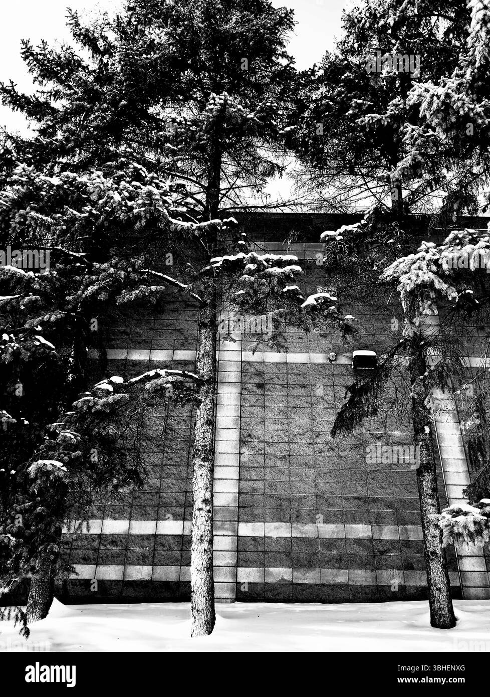 Derrière les arbres se trouve un grand mur de briques avec des rayures blanches horizontales et verticales. La neige est visible sur le sol et sur les branches des arbres. Banque D'Images