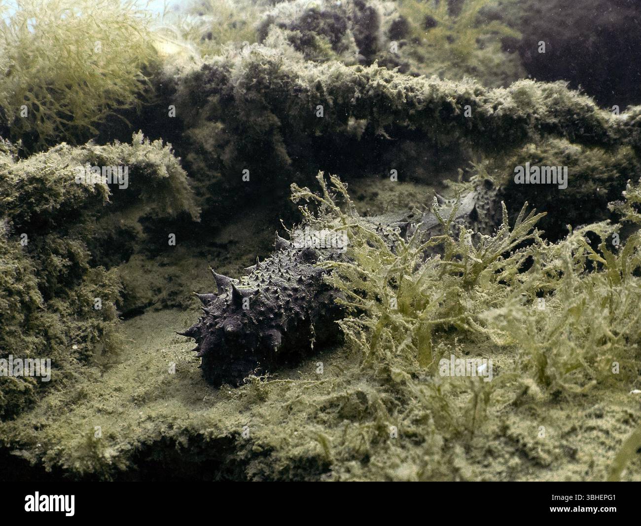 Un concombre de la mer Noire (Holothuria forskali) à Tarragone, Espagne Banque D'Images