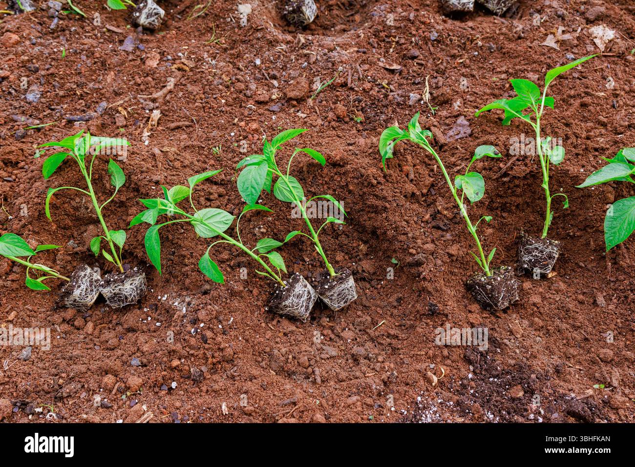 Les semis de poivron sont soigneusement plantés dans un sol fertile, dans un jardin de croissance saine. Banque D'Images