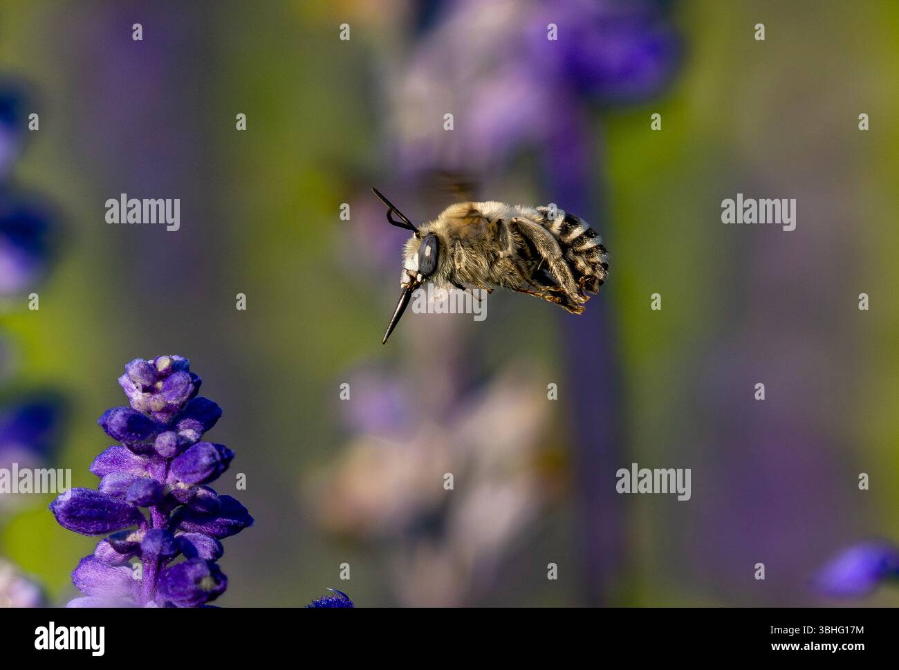 Une abeille de Digger d'Urbane (Anthophora Urbana) photographiée en plein vol à courte distance volant à travers un jardin de fleurs. Banque D'Images