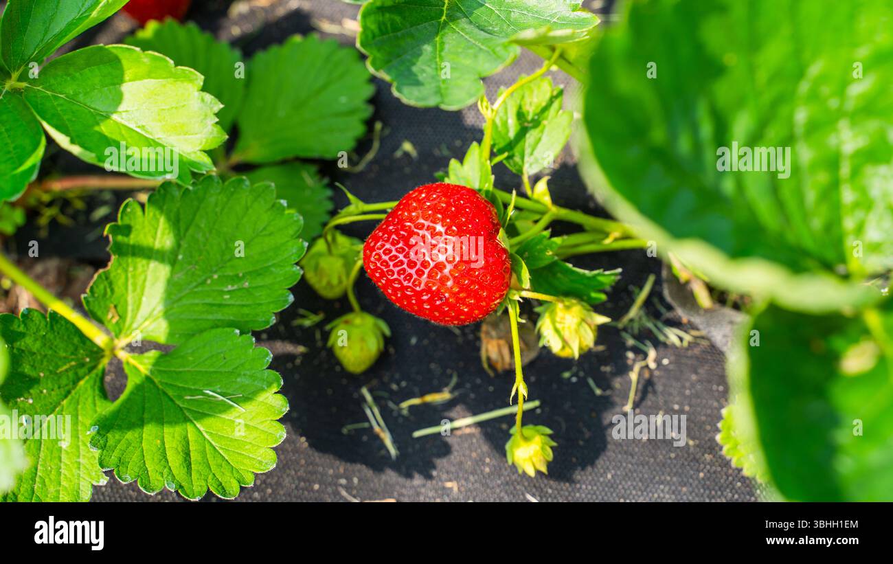 Fraises rouges mûres poussant dans un lit de jardin par une journée ensoleillée, gros plan. Banque D'Images