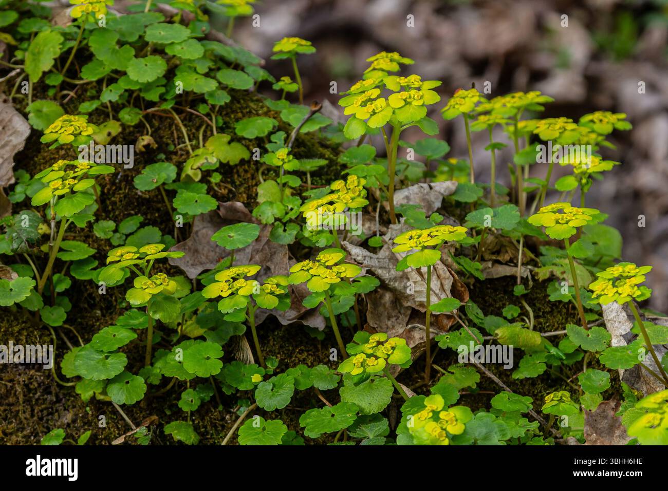 Les fleurs jaune vif de Chrysosplenium alternifolium fleurissent parmi les riches feuilles vertes dans un sol forestier ombragé s'adaptant à l'environnement humide des débuts Banque D'Images