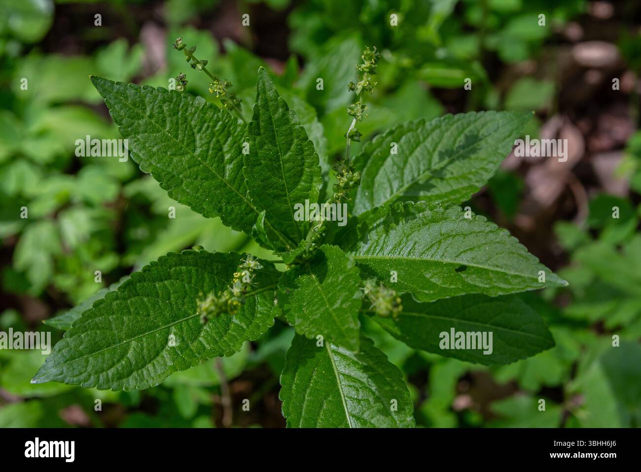 Explorer une forêt au printemps révèle le Mercury Mercurialis perennis de chien avec son riche feuillage vert et ses fleurs délicates qui prospèrent dans le bois naturel Banque D'Images
