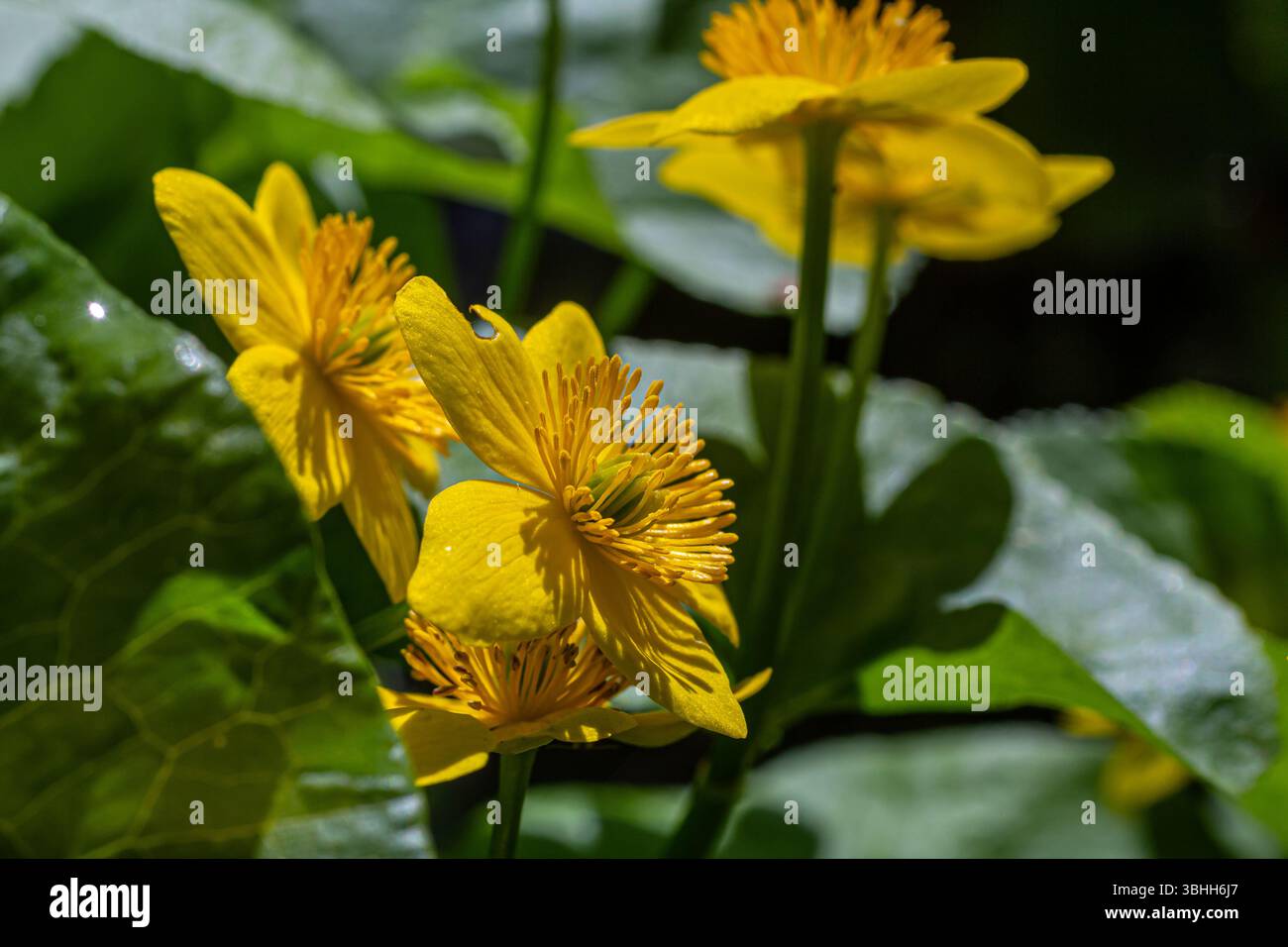 Les fleurs jaunes vibrantes de Caltha palustris fleurissent dans une zone humide au printemps attirant l'attention avec leur apparence frappante et leur feuillage vert luxuriant Banque D'Images