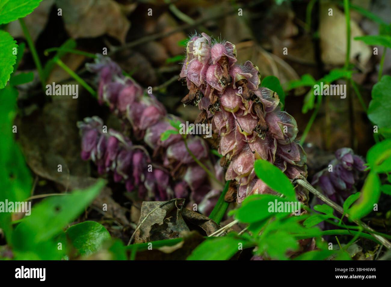 Lathraea squamaria connue sous le nom de Common Toothwort prospère dans une zone boisée présentant ses fleurs rose-violet uniques parmi les feuilles séchées et le plan vert Banque D'Images