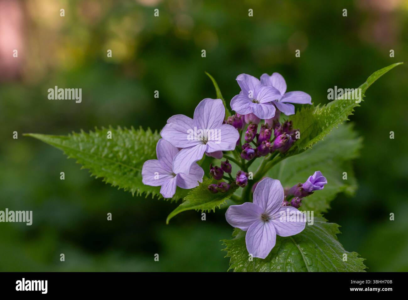 Lunaria rediviva connu comme l'honnêteté éternelle fleurit dans une forêt vibrante présentant des grappes de belles fleurs violettes parmi le riche feuillage vert. Banque D'Images