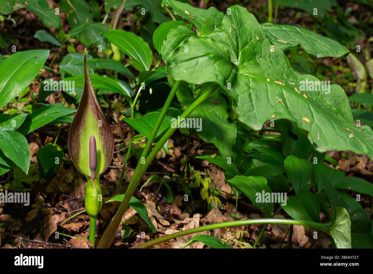 La pinte de coucou connue pour sa forme florale distinctive émerge d'un riche plancher forestier entouré d'un feuillage vibrant sous la lumière du soleil tamisée au printemps Banque D'Images