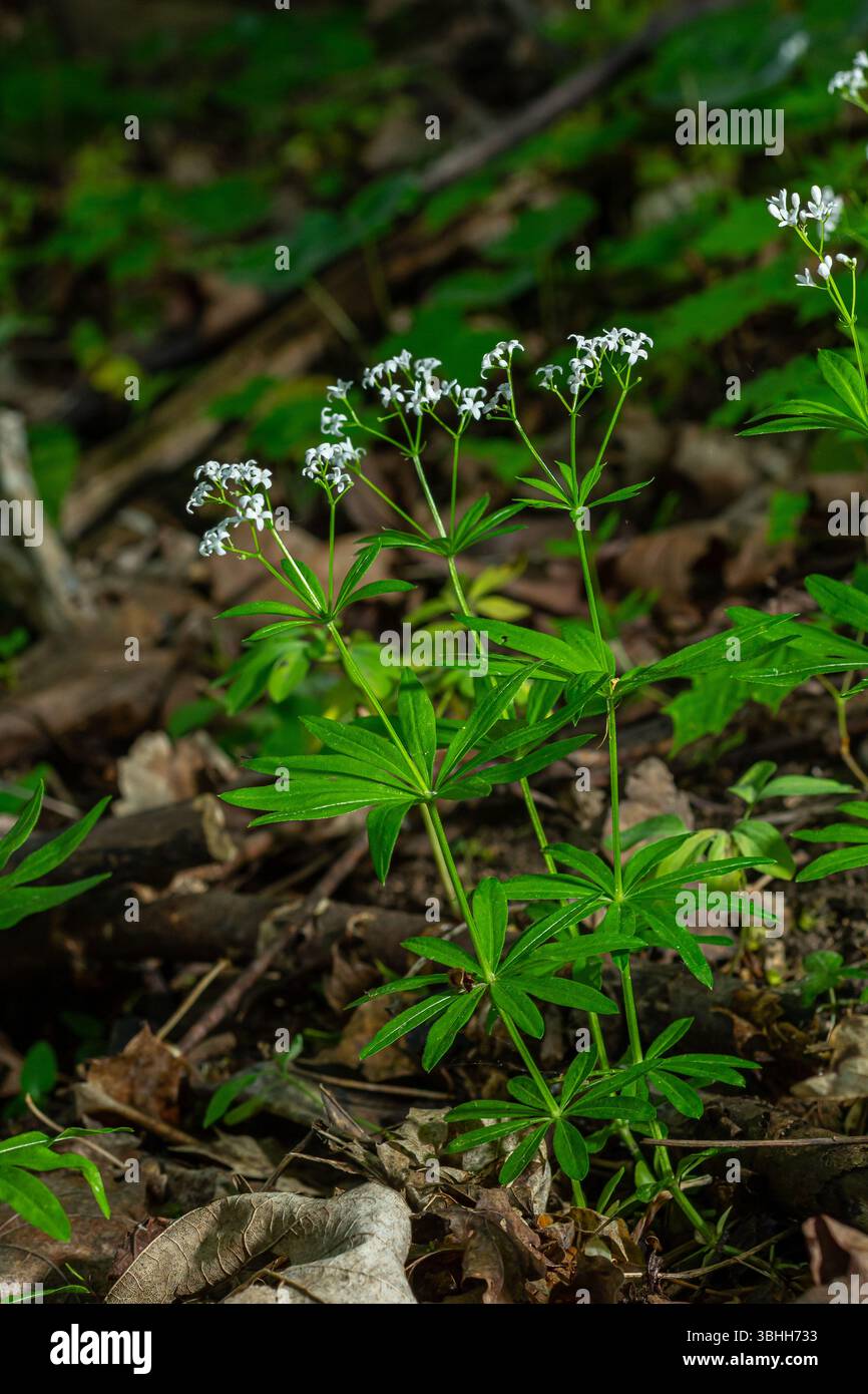 Des fleurs blanches parfumées de bois doux poussent dans un cadre boisé serein prospère parmi les riches feuilles vertes et le feuillage tombé sur le sol de la forêt. Banque D'Images