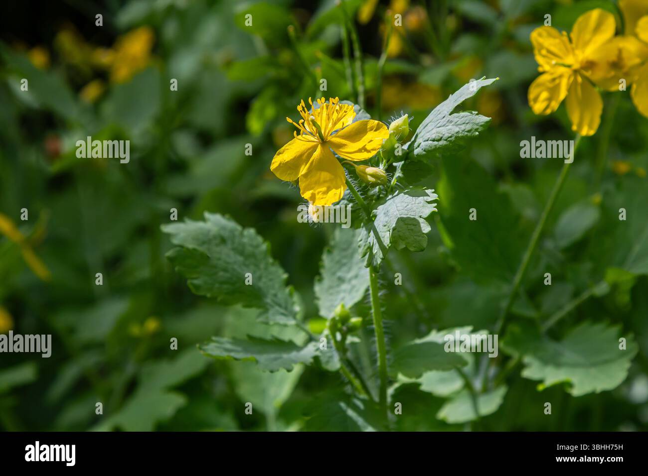 Les fleurs jaunes vibrantes de Chelidonium majus se distinguent par un riche feuillage vert mettant en valeur cette plante herbacée prospérant dans son habitat naturel durin Banque D'Images
