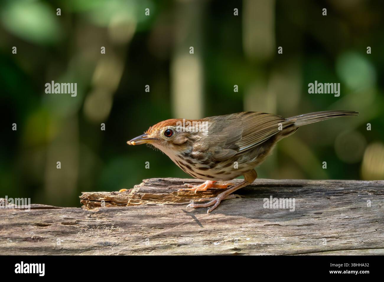 Babbler à gorge bouffée - Pellorneum ruficeps, petit oiseau forestier timide des forêts et des bois d'Asie du Sud-est, Vietnam. Banque D'Images